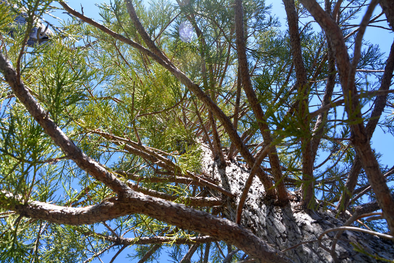 Illustration for article titled These Sequoia Trees Are Thriving 175 Miles South of Their Natural Range